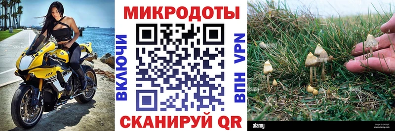 Галлюциногенные грибы Psilocybine cubensis Пущино